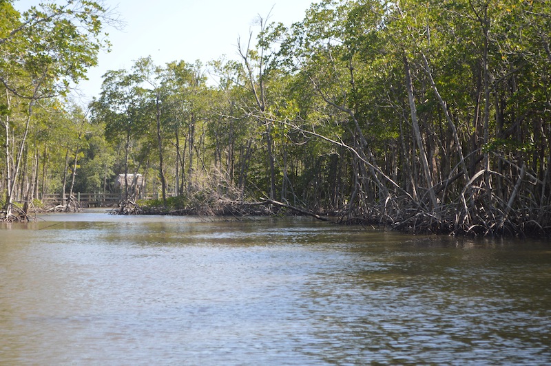 POG Everglades March 2015