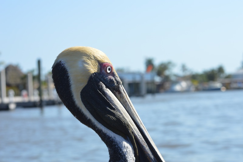 POG Everglades March 2015