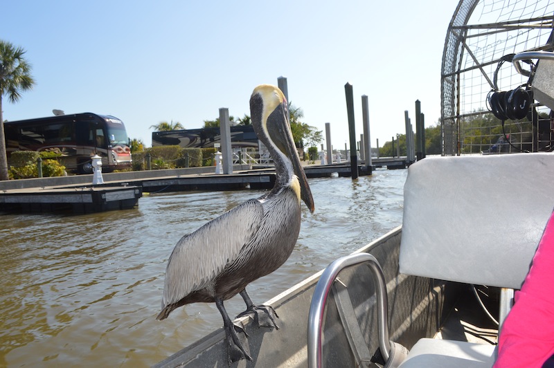 POG Everglades March 2015