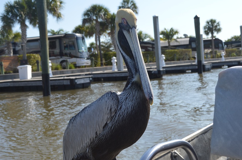 POG Everglades March 2015