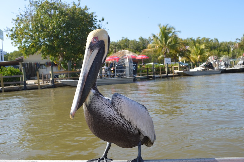 POG Everglades March 2015