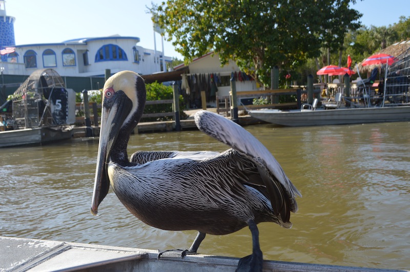 POG Everglades March 2015