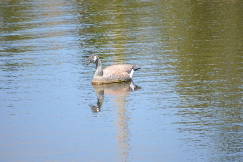 POG Everglades March 2015