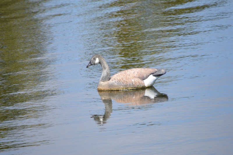 POG Everglades March 2015