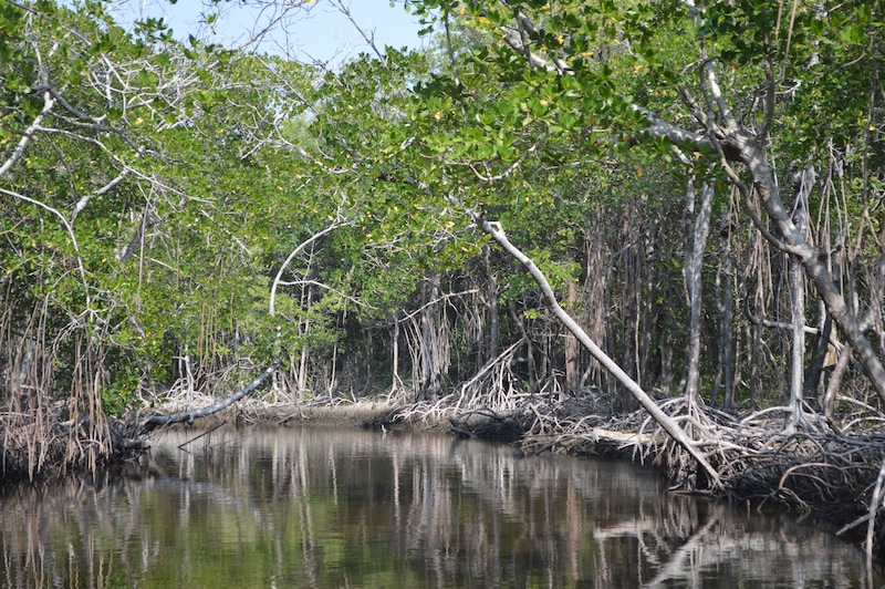 POG Everglades March 2015