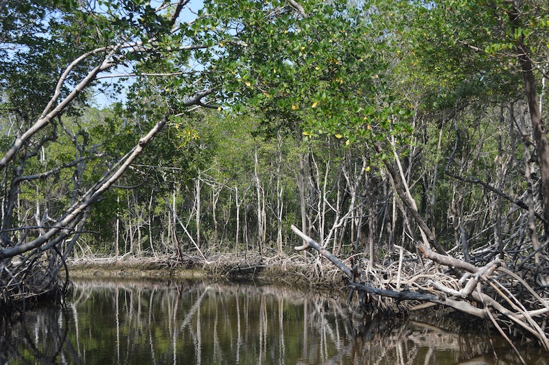 POG Everglades March 2015