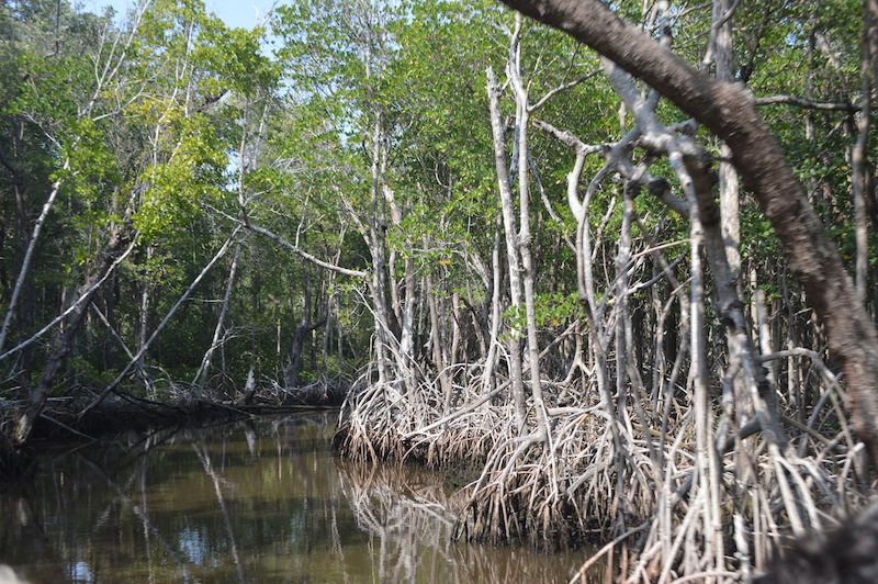 POG Everglades March 2015