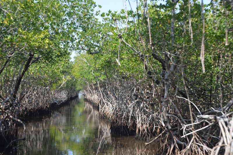 POG Everglades March 2015