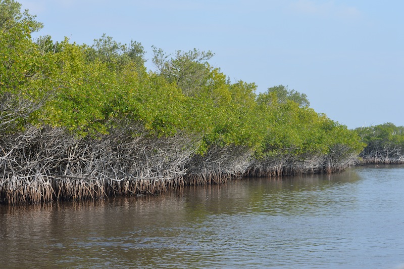POG Everglades March 2015