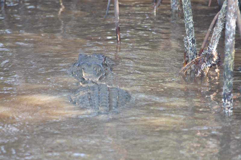 POG Everglades March 2015